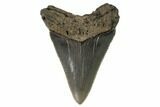 Serrated, Juvenile Megalodon Tooth - Georgia #90833-1